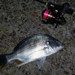 アジ、タチ調査