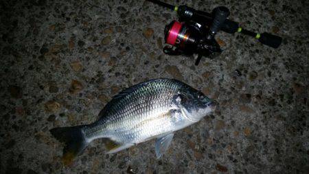 アジ、タチ調査