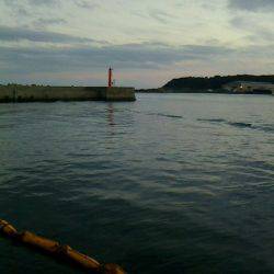 大きく育っていました~