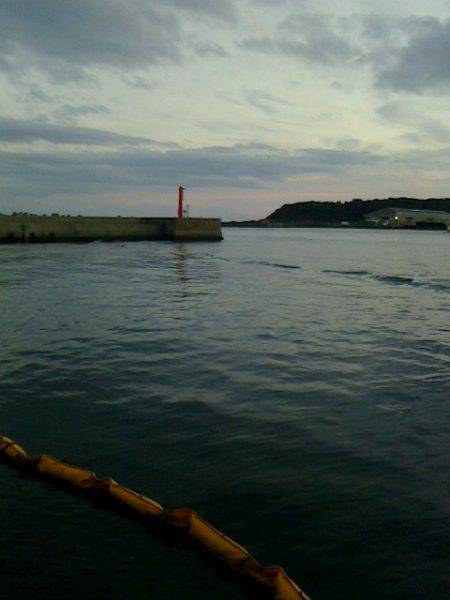 大きく育っていました~