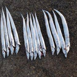 あと、２㎝…(　ＴДＴ)