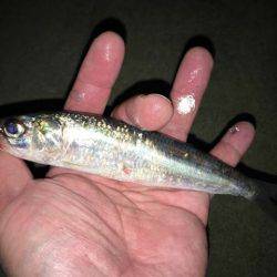 深日でマイワシ貧果、岸和田でアジ大漁