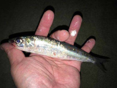 深日でマイワシ貧果、岸和田でアジ大漁