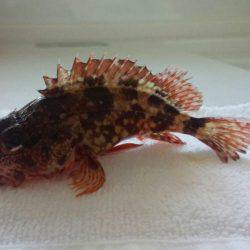 根魚狙いでオオモンハタ、カサゴ