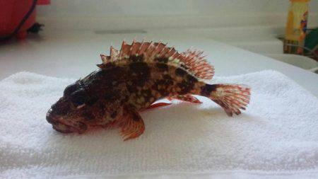 根魚狙いでオオモンハタ、カサゴ