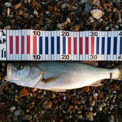 産卵前の荒食いシーバスはまだか・・・?