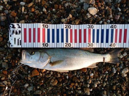 産卵前の荒食いシーバスはまだか・・・?