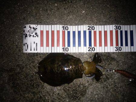 サイズが伸びない・・・