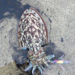 初コウイカ＆今季初秋イカ