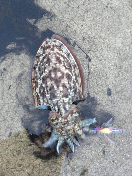 初コウイカ＆今季初秋イカ