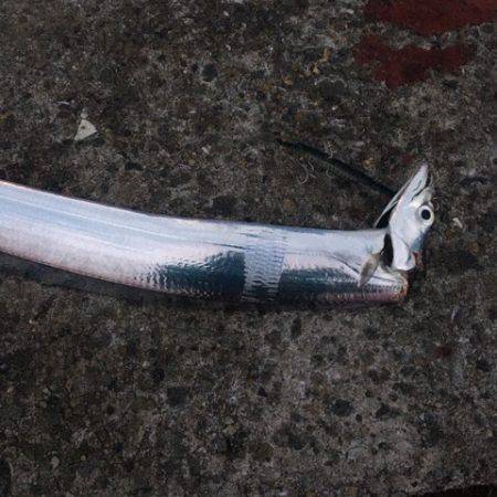 南芦屋浜サゴシ&タチウオ