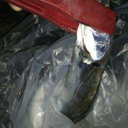 寒い中でもタチウオハンター