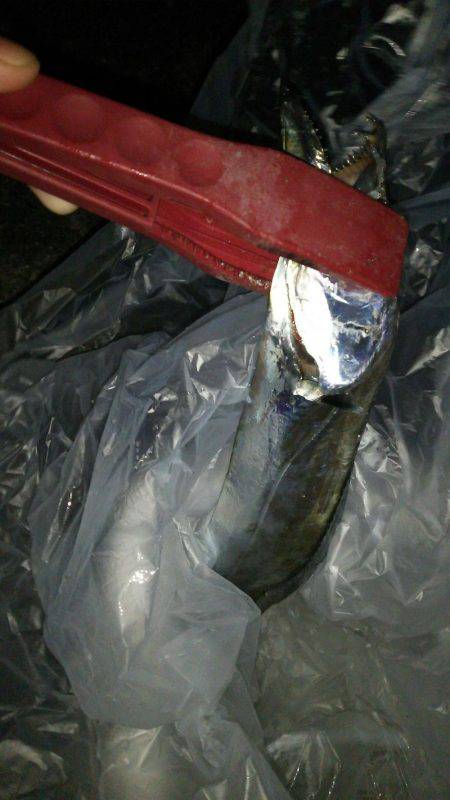 寒い中でもタチウオハンター