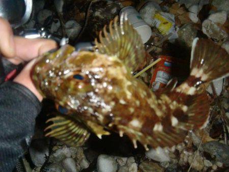 泉南サーフ　メバル