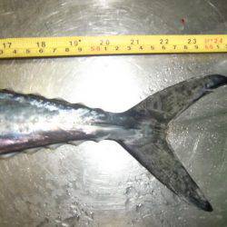 雨にも負けず！