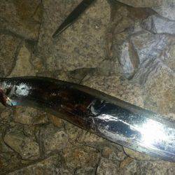 夕マヅメにタチウオワインド