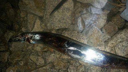 夕マヅメにタチウオワインド