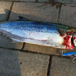 朝マヅメ青物調査