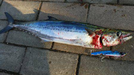 朝マヅメ青物調査