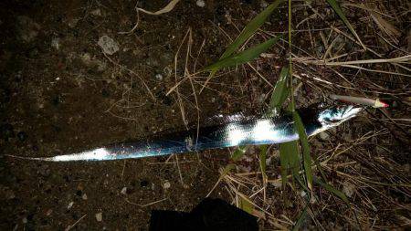 夕マヅメにタチウオワインド