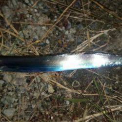 夕マヅメにタチウオワインド