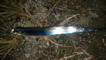 夕マヅメにタチウオワインド