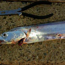 朝マヅメ舞洲調査