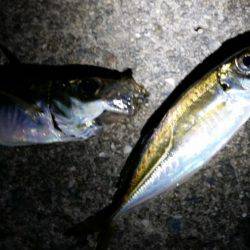 アジングサビキに挑戦!!