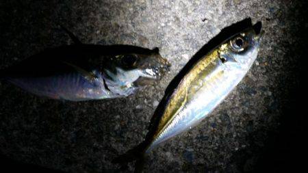 アジングサビキに挑戦!!