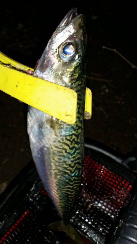 アジングサビキとタチウオ