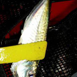 夕まづめに五目釣り