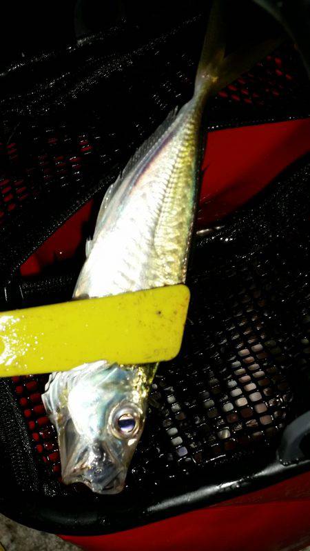 夕まづめに五目釣り