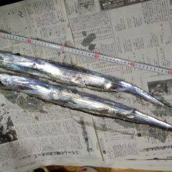 アオリ&サーベル