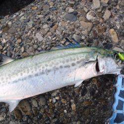 やっとのサゴシ