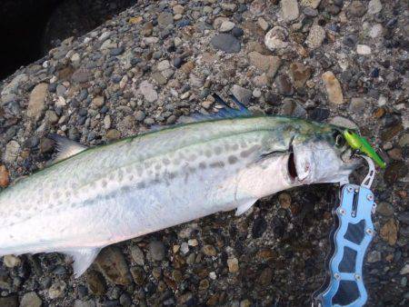 やっとのサゴシ