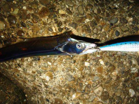 タチウオ～サイズDown
