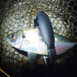 アジング　今季2回目