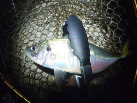 アジング　今季2回目