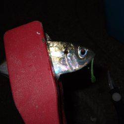 久々のアジング