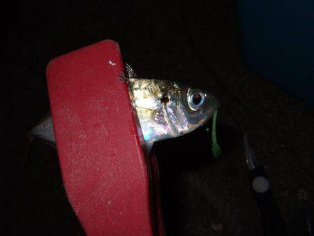 久々のアジング