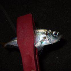 スタートは渋かった