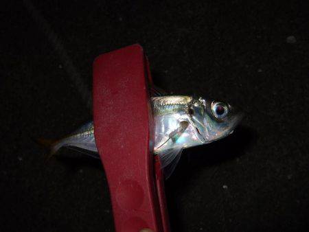 スタートは渋かった