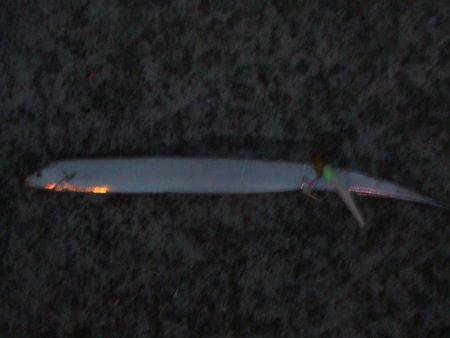 タチウオ 午後3時にゲットも計3尾