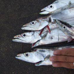 雨と、太刀魚と、鳥。