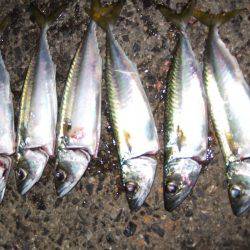 アジ、中サバ等、サビキで!