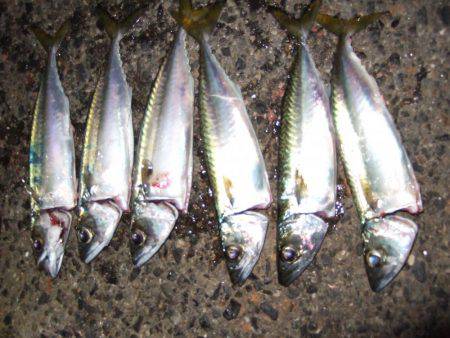 アジ、中サバ等、サビキで!