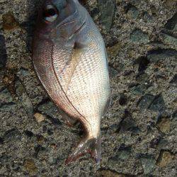 チヌと太刀魚。