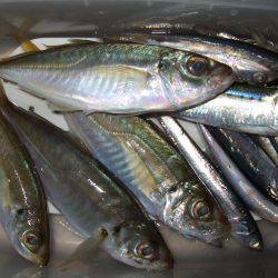 イワシを求めて。