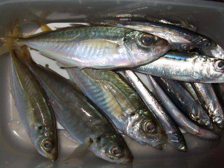 イワシを求めて。