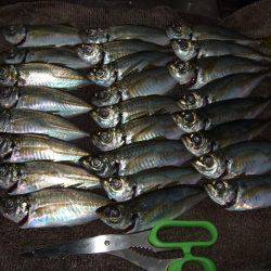 イワシ釣りなのかアジ釣りか